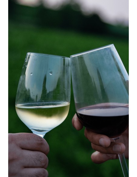 ANino · Vino Colli Bolognesi Pignoletto DOCG Superiore - Formato da 18 bottiglie  - 3