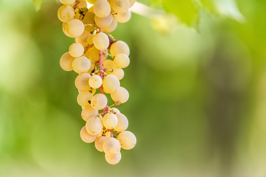 Vino Pignoletto: come mai si chiama così?