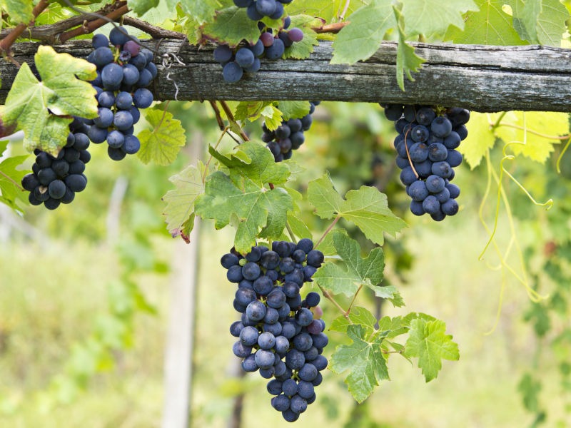 Che tipo di vino è il barbera?